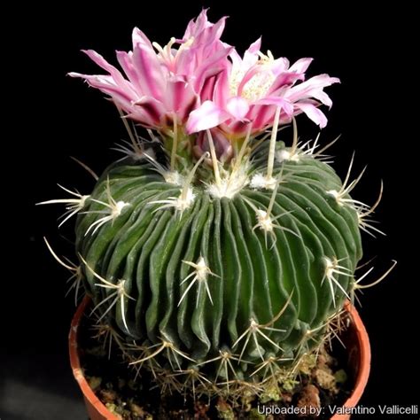 A cactus (plural cacti, cactuses, or less commonly, cactus) is a member of the plant family cactaceae, a family comprising about 127 genera with some 1750 known species of the order. Sementes Cactus Flor Echinofossulocactus Mix Suculenta - R ...