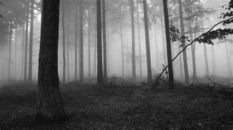 Scary Forest Wallpaper 57 Images