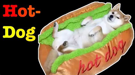 Hot Dog Doggo Youtube