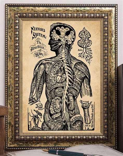 Vintage Anatomy Art Print Nervous System The Structure Of Man Sivartha 1912 Antique Medical