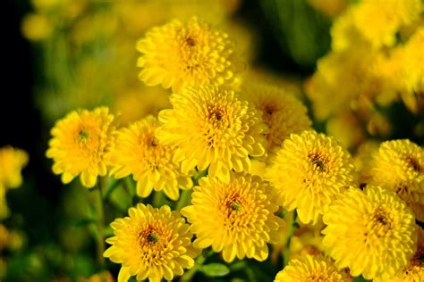 How To Grow And Care For Chrysanthemums Uk