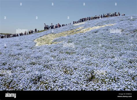 Ibaraki Japan 1st May 2015 People Walk On A Hill Covered With