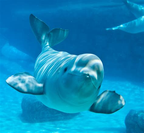 Beluga Whale Facts Habitat Sounds Diet Baby Videos Pictures