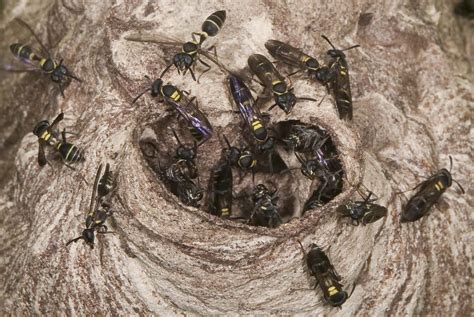 See more ideas about hornets nest, hornet, wasp nest. Call of a Fallen Star | Philip's Blog