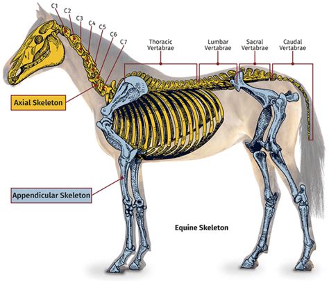 Equine And Science For Equine Professionals Occurrence Of A