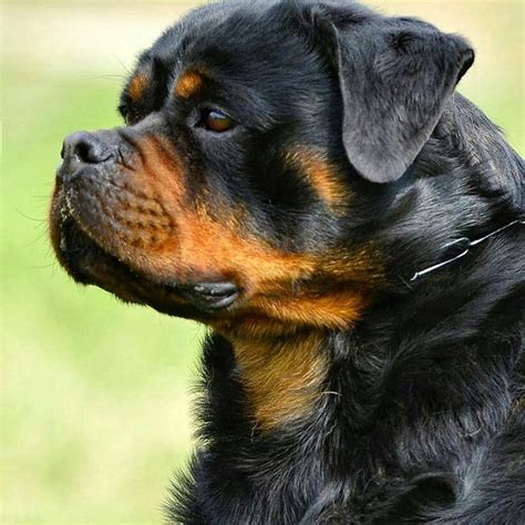 Pin By Jamaine On Beautiful Dogs Rottweiler Love Rottweiler Animals