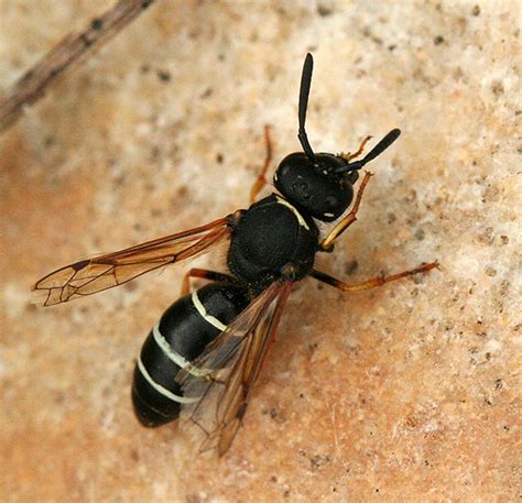 Black Wasps Identification Online Image Arcade
