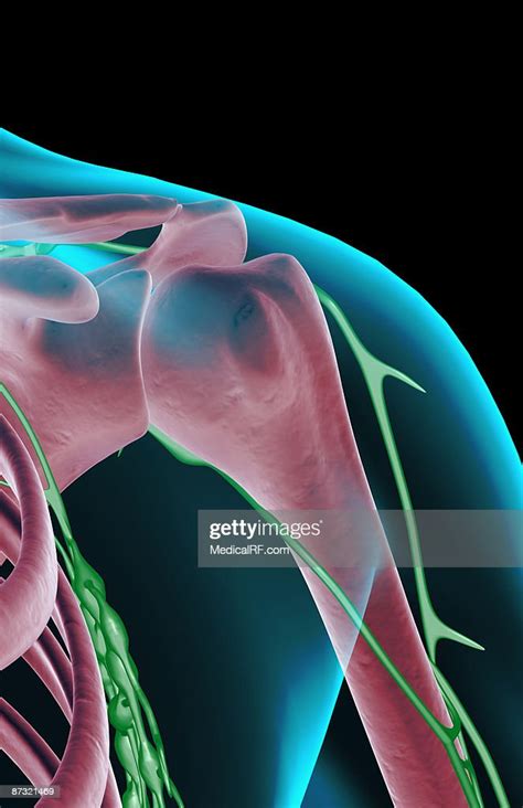 The Lymph Supply Of The Shoulder High Res Vector Graphic Getty Images