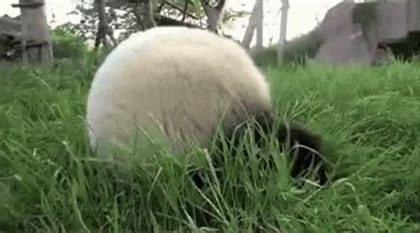 Panda Bear Gif Panda Bear Discover Share Gifs