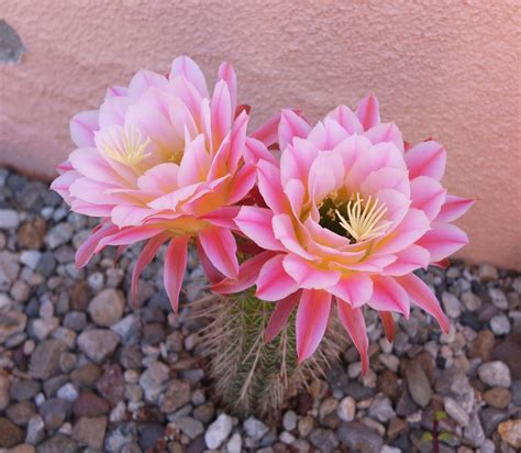 Trichocereus Hybrid First Light A Striking Bloom 5 To 8 With White