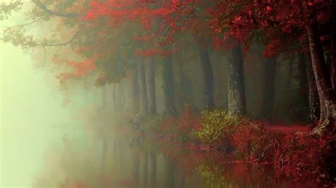 Wallpaper Sunlight Trees Landscape Painting Forest