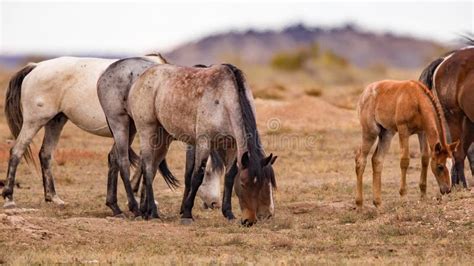 Herd Of Wild Horses Grazing In Theodore Roosevelt National Park Stock