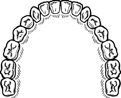 Onlinelabels Clip Art Teeth