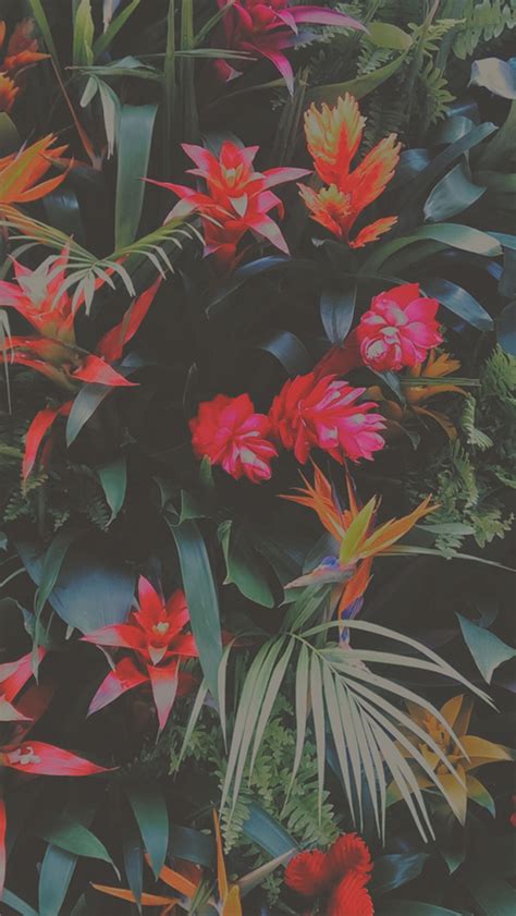 Tropical Flowers Mix Iphone Wallpapers Free Download