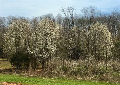 Chlorofiends Bradford Pears Begone North Carolina Native Plant Society