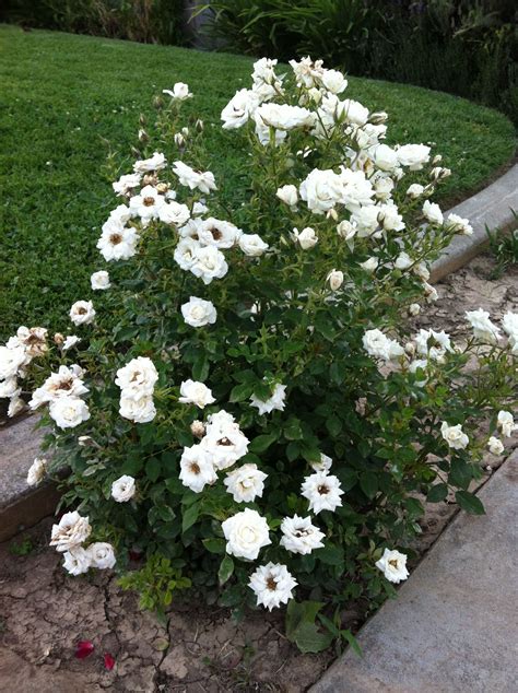 White Mini Rose Bush Rose Bush Mini Roses Plants