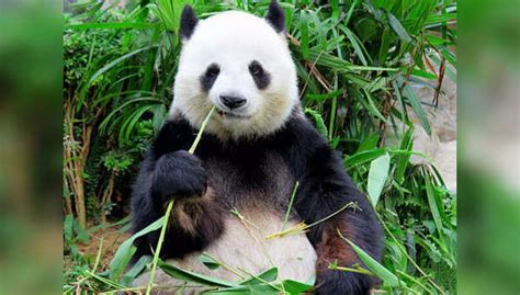 6 Million Year Old Fossils Lead To Discovery Of How Pandas Became