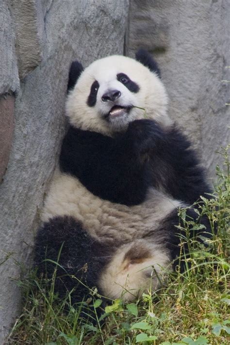 Giant Panda Smiling Panda Chengdu Research Base Of Giant Flickr