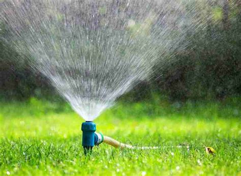 Can You Miss A Day When Watering A Grass Seed Plants Heaven
