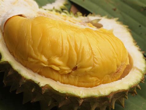 Para pembudidaya kita baru mulai menanam pohon durian ini dan belum banyak yang menghasilkan buah. BIBIT BUAH LANGKA: DURIAN MUSANGKING