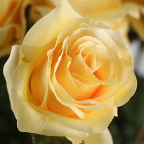 Maybe you would like to learn more about one of these? Light Yellow Artificial Long Stem Roses - Picks + Sprays ...