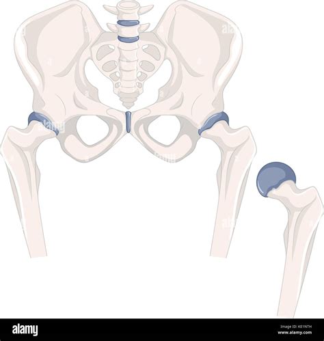 Human Hip Bones In Close Up Illustration Stock Vector Image And Art Alamy