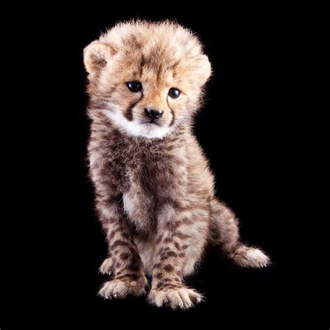 Baby Cheetah Is The Cuteness The Disney Blog