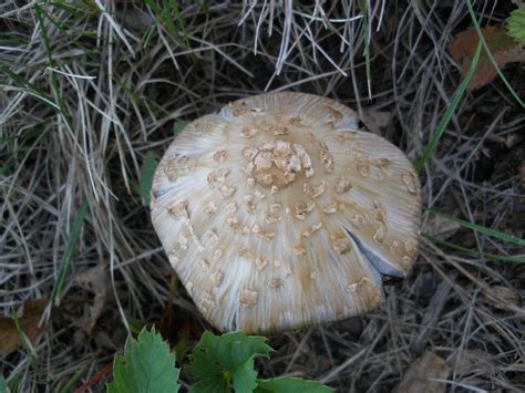 Mushrooms Found In Northern Minnesota 2 Mushroom Hunting And