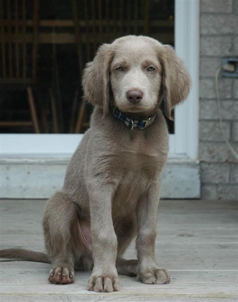 Colray Reg D Weimaraners The Longhaired Weimaraner Weimaraner Puppies Weimaraner