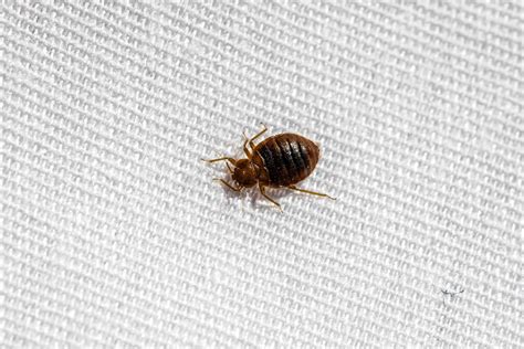 Bed Bug Pest Control East Midlands Intelligent Pest Control
