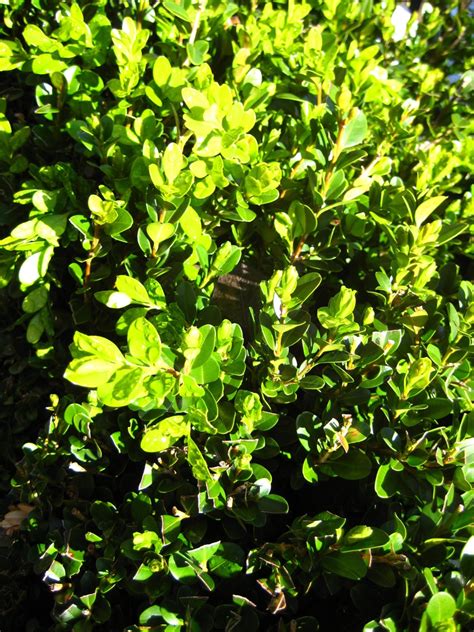 Buxus Microphylla Littleleaf Box Littleleaf Boxwood North Carolina