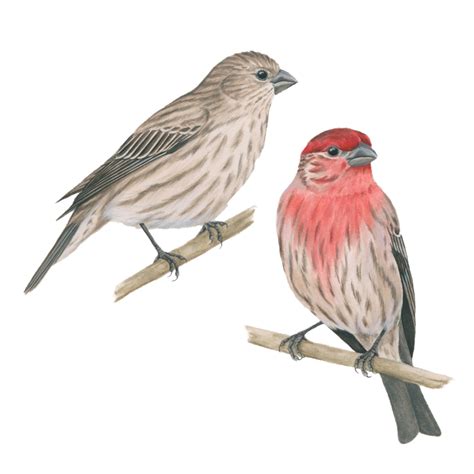 House Finch Celebrate Urban Birds