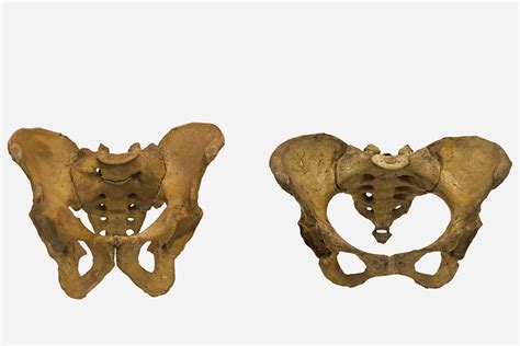 Human Adult Male Female Pelvis Photograph By Science Stock Photography