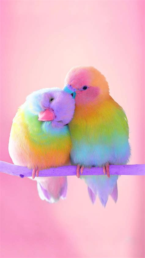 Love Birds Colorful Iphone Wallpaper Iphone Wallpapers Iphone