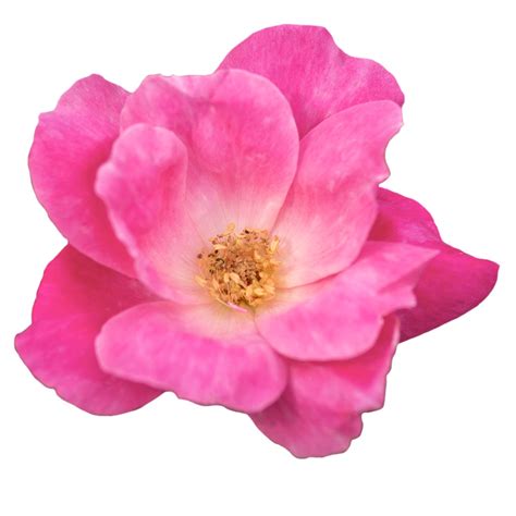 We did not find results for: The Family — The Knock Out® Family of Roses