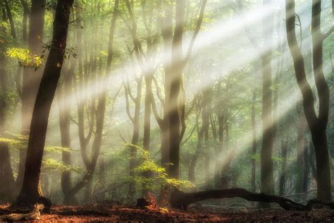Forest Light New Workshops Coming Up In 2019 In Cooperation With