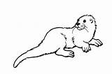 Otter Coloring Pages Realistic Baby sketch template