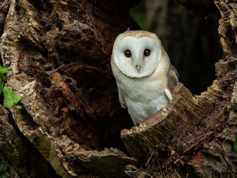 Barn Owl Habitat And Characteristics