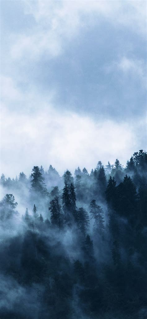 Fog Misty Day Forest Horizon Wallpaper 1125x2436 Wallpaper