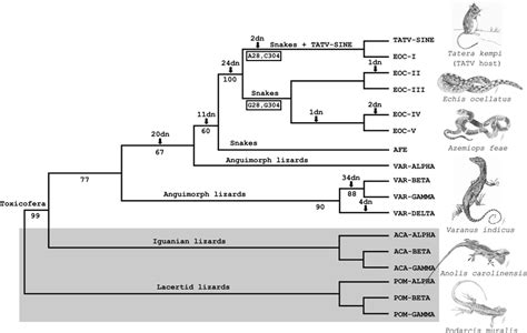 Phylogenetic Tree Of Sauria Sines And Tatv Sine Obtained By The