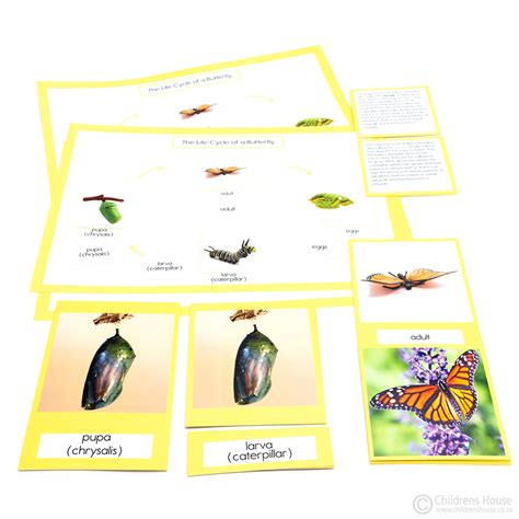 Life Cycle Of A Butterfly Activity Childrens House Montessori Materials