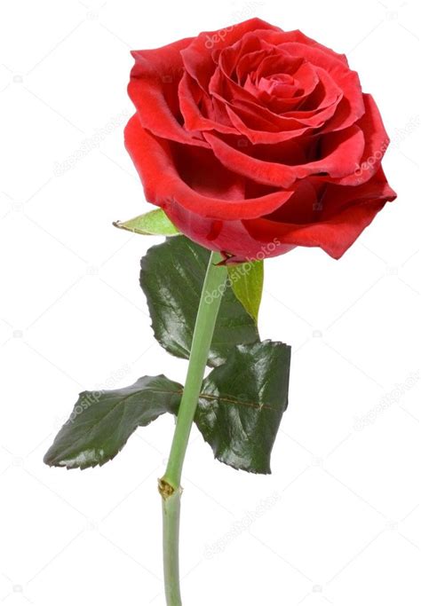 Single Red Rose — Stock Photo © Halinaphoto 2416775
