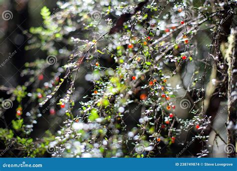 Detail Of Native Tasmanian Tree With Small Red Fruit Stock Photo