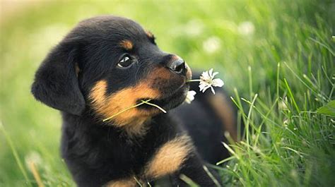We did not find results for: Rottweiler Breeder in Tucson Arizona - ZAUBERBERG!