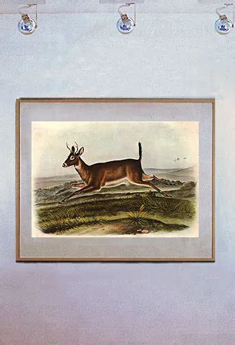 audubon white tailed deer male 15x22 hand numbered ltd edition art print 48 99 picclick