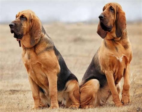 Bloodhound Dog Breed Information Images Characteristics Health