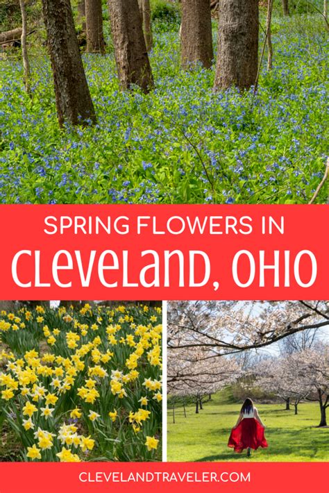 Spring Flowers Ohio Pictures Best Flower Site