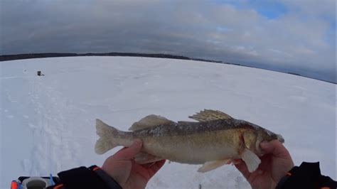 Ловля судака на жерлицы зимой Рыбалка на озере Вселуг YouTube