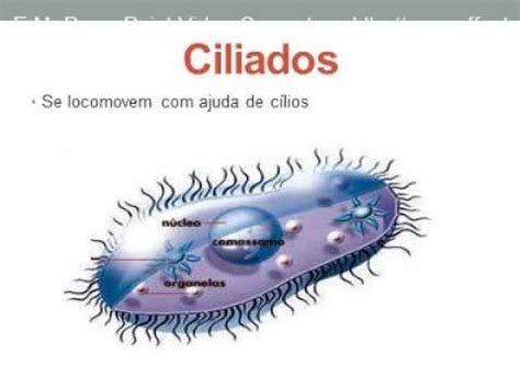 Check out protozoario's art on deviantart. Bactérias e protozoarios - YouTube