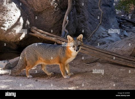 The Gray Fox Urocyon Cinereoargenteus Stock Photo Alamy